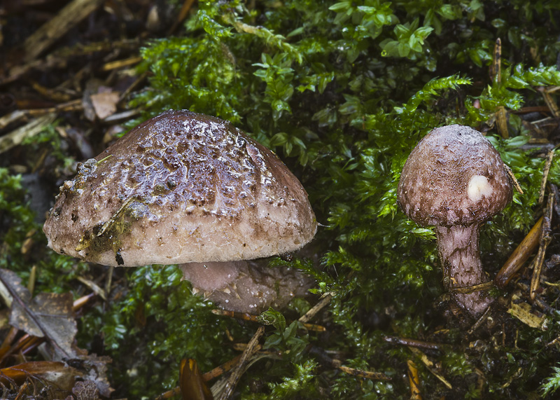 Lepiota fuscovinacea